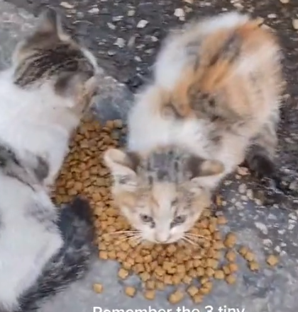 BONDED for Life❤️❤️ #kitten #cat #catlover #catsoftiktok_part2