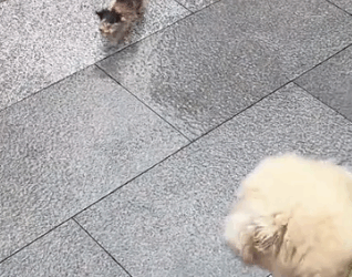 A little kitten kept following me while I was walking my dog and then…#rescue_part2