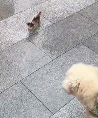 A little kitten kept following me while I was walking my dog and then…#rescue_part2