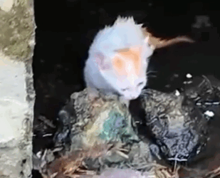 3 Kittens Trapped in a Drain… You Won’t Believe Their Transformation 🐾🥺_part2