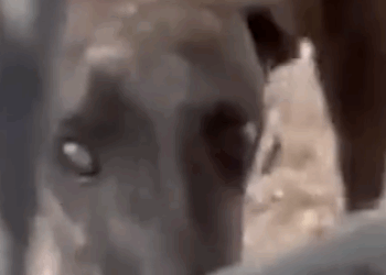 Part2.Animals Rescue #dogrescue #rescuedog #dogsofttiktok #foryoupage #foryou #dogs