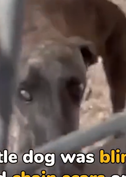 Part2.Animals Rescue #dogrescue #rescuedog #dogsofttiktok #foryoupage #foryou #dogs