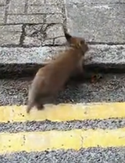 A baby fox wandered the road, I adopted him #rescue #rescueanimals #animals #animalsoftiktok_part2