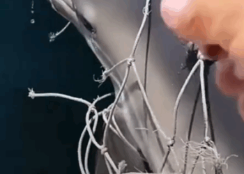 Part2.Animals Rescue #dogrescue #rescuedog #dogsofttiktok #foryoupage #foryou #dogs