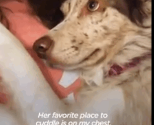 Dog Stares Adoringly At Her Mom All Day Long_part2