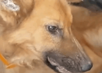 Guy Meets Aggressive Dog And Promises They’ll Become Best Friends_part2