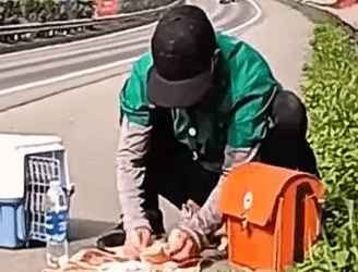 Part2 .Animals Rescue #dogrescue #rescuedog #dogsofttiktok #foryoupage #foryou #dogs