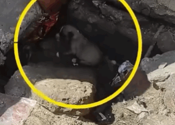 Guys Rescue Seven Puppies Stuck Under Concrete_part2