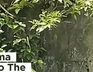 Mother Cat Leaps to Save Kitten_part2