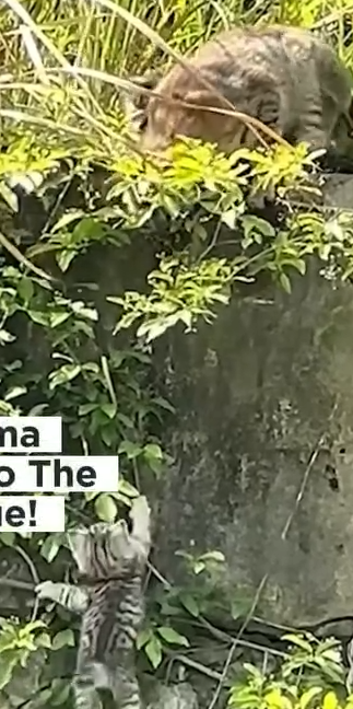 Mother Cat Leaps to Save Kitten_part2