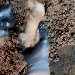 A Lucky Rescue of Rabbit 🐰🥹_part2