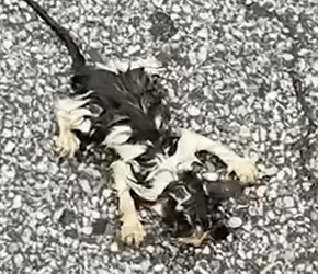 A Helpless Cat Was Found on Floor_part2