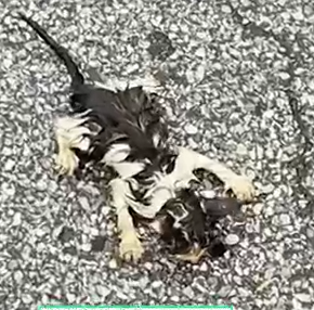 A Helpless Cat Was Found on Floor_part2