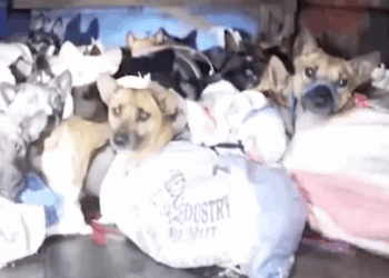 Part2 Animals Rescue #dogrescue #rescuedog #dogsofttiktok #foryoupage #foryou #dogs