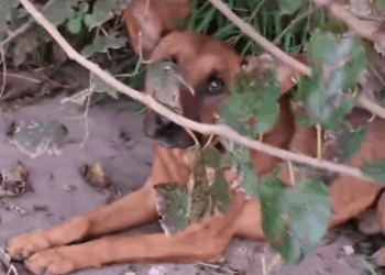 Part2 Animals Rescue #dogrescue #rescuedog #dogsofttiktok #foryoupage #foryou #dogs