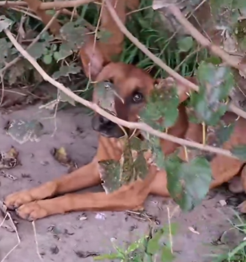 Part2 Animals Rescue #dogrescue #rescuedog #dogsofttiktok #foryoupage #foryou #dogs