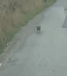 From Stray to Soulmate She Rescued a Roadside Puppy and Gained a Best Friend for Life_part2