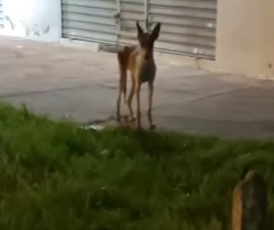 Part2 Animals Rescue #dogrescue #rescuedog #dogsofttiktok #foryoupage #foryou #dogs