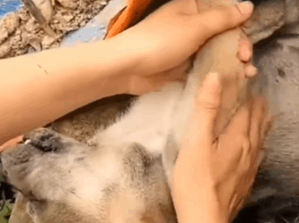 Found motionless and lifeless, this tiny puppy’s survival seemed impossible dog #rescuedog_part2