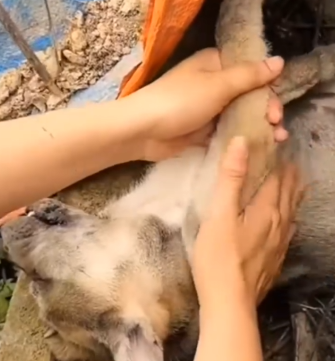 Found motionless and lifeless, this tiny puppy’s survival seemed impossible dog #rescuedog_part2