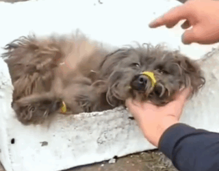His tiny mouth and legs were tied with tape… but we set him free_part2