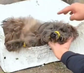 His tiny mouth and legs were tied with tape… but we set him free_part2