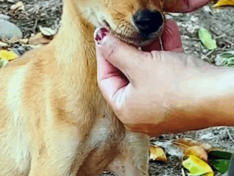 Part2 Animals Rescue #dogrescue #rescuedog #dogsofttiktok #foryoupage #foryou #dogs