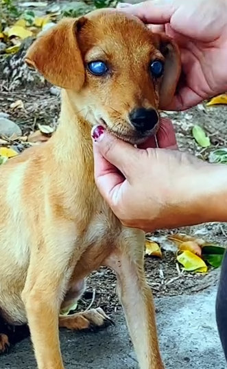 Part2 Animals Rescue #dogrescue #rescuedog #dogsofttiktok #foryoupage #foryou #dogs