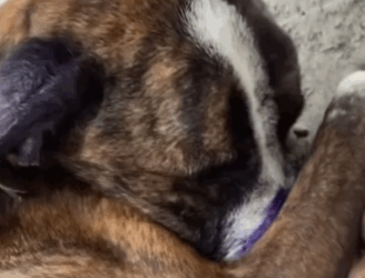 Part2 Animals Rescue #dogrescue #rescuedog #dogsofttiktok #foryoupage #foryou #dogs