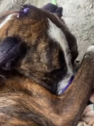 Part2 Animals Rescue #dogrescue #rescuedog #dogsofttiktok #foryoupage #foryou #dogs