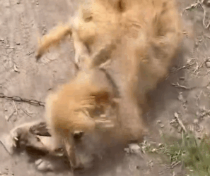 Part2 Animals Rescue #dogrescue #rescuedog #dogsofttiktok #foryoupage #foryou #dogs