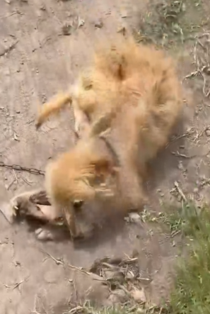 Part2 Animals Rescue #dogrescue #rescuedog #dogsofttiktok #foryoupage #foryou #dogs