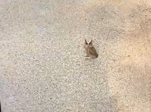 Adopted an abandoned baby owl_part2