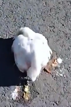 I met a poor chicken on the road #rescue #animals #animalsoftiktok #rescueanimals #chicken_part2