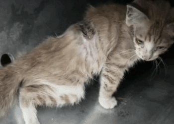 rescue of a small abandoned kitten❤️ #kitten #rescue #catbaby #savrd #helpkitten #smallcat_part2