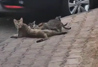 Replying to @danesvelasquez What should we name them_part2