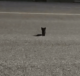 On my way home, I saw a little black kitten and then…#rescue #animals #fyp_part2