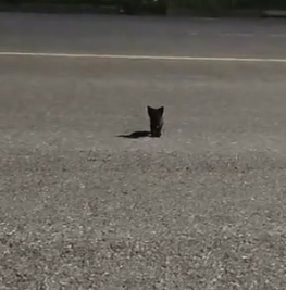 On my way home, I saw a little black kitten and then…#rescue #animals #fyp_part2