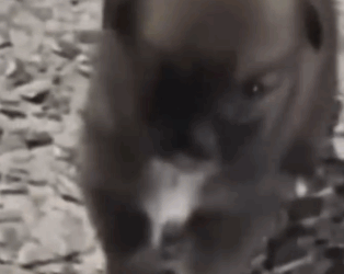 From Lost to Loved The Incredible Journey of a Little Puppy_part2