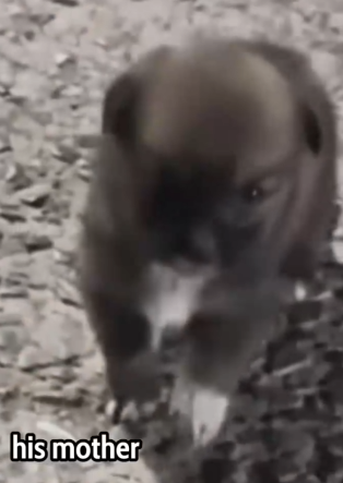 From Lost to Loved The Incredible Journey of a Little Puppy_part2