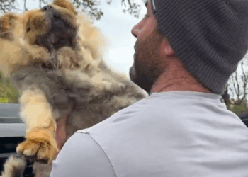 Part2.Animals Rescue #dogrescue #rescuedog #dogsofttiktok #foryoupage #foryou #dogs