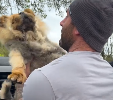 Part2.Animals Rescue #dogrescue #rescuedog #dogsofttiktok #foryoupage #foryou #dogs