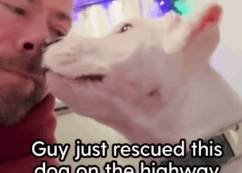 Guy Rescues Scared Dog On The Side Of The Highway_part2