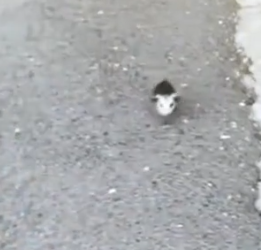 My heart broke when baby opossum walked towards me #rescue_part2