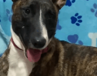 Guy Promises Just To Foster This Rescue Dog_part2