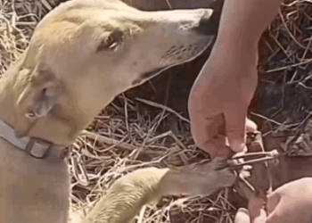 Part2 .Animals Rescue #dogrescue #rescuedog #dogsofttiktok #foryoupage #foryou #dogs