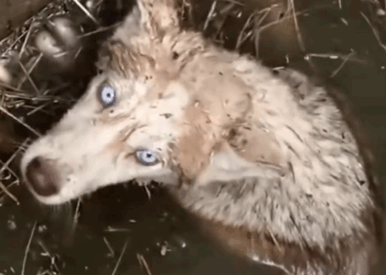 Husky stuck in a septic tank #fblifestyle_part2