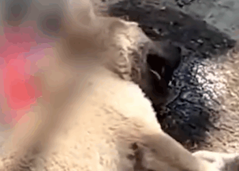 Heartwarming cases where dogs triumphed🥺_part2