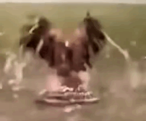 Rescued hawk refuses to let go of its rescuer ❤️_part2