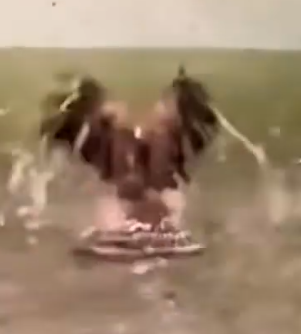 Rescued hawk refuses to let go of its rescuer ❤️_part2